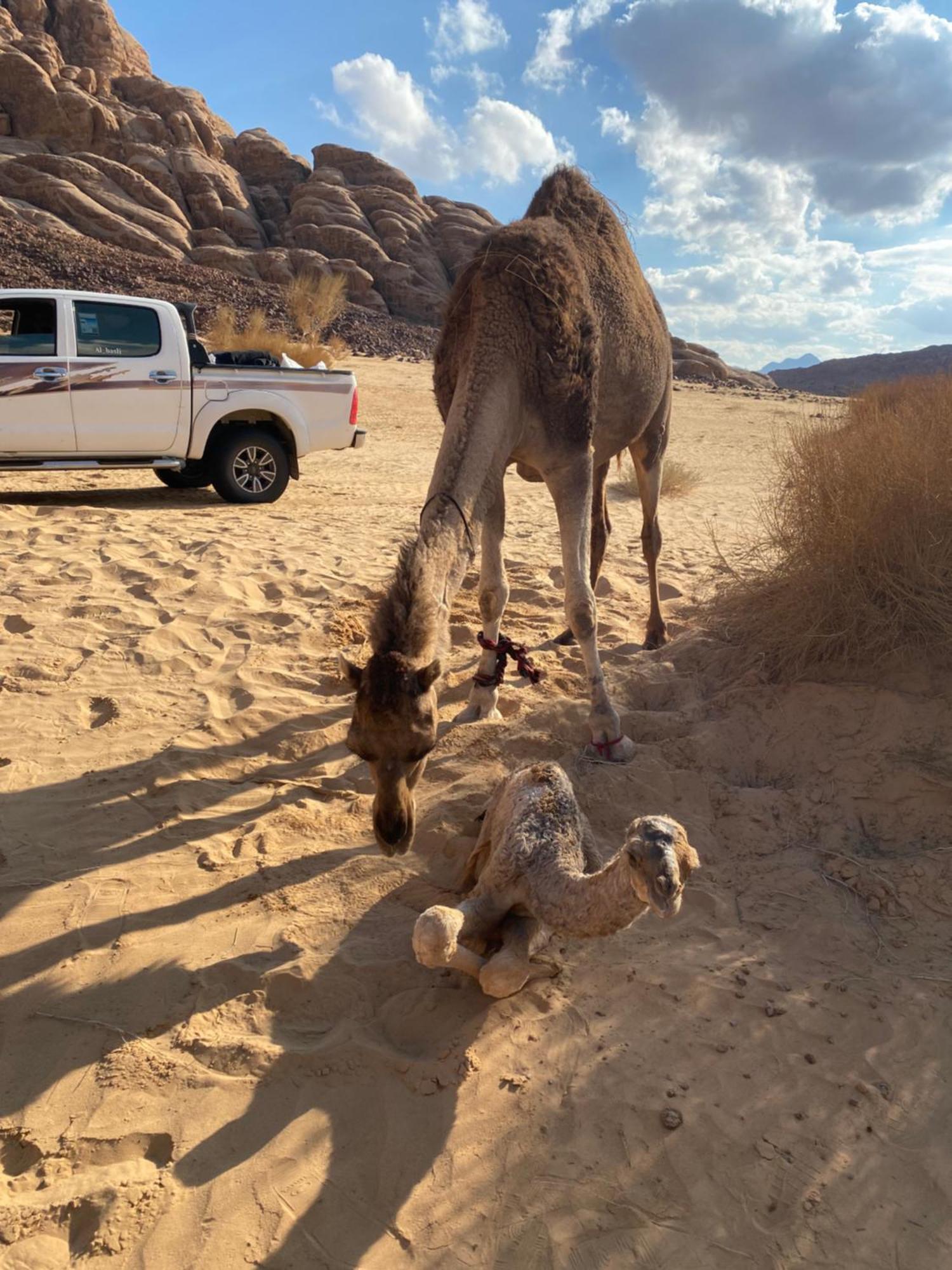 Wadi Rum Albasli Exterior photo